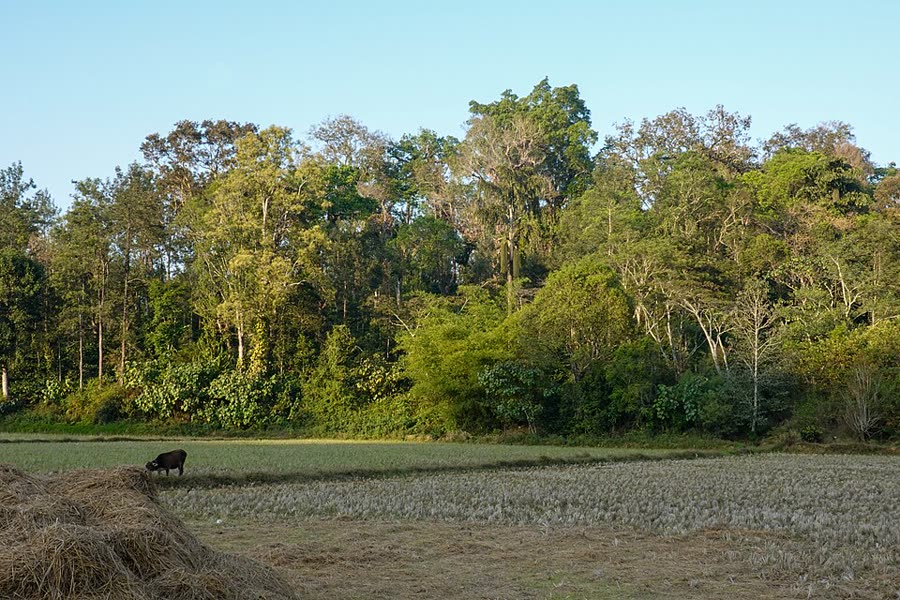 Green coffee plantation countryside in Coorg, Karnataka