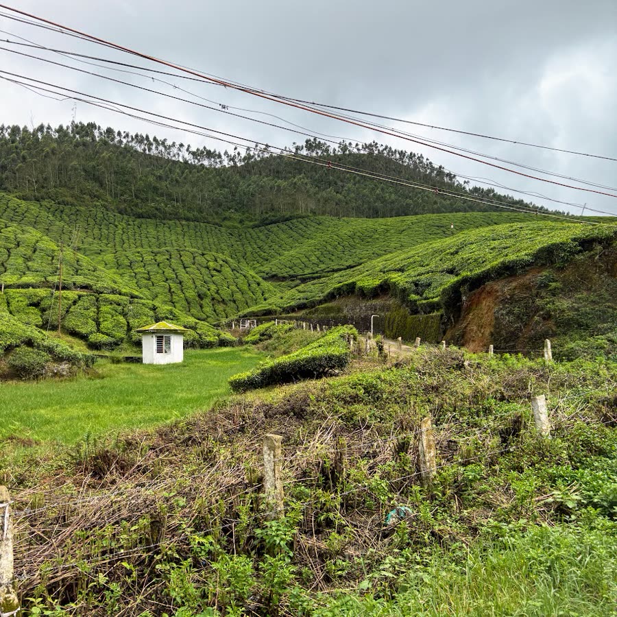 Rolling tea estates in Munnar, Kerala