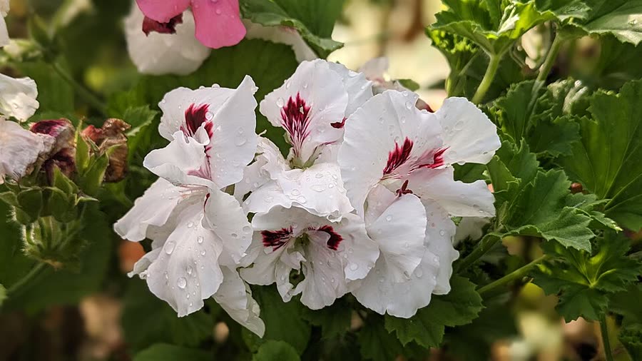 Emerald Lake surrounded by hills in Ooty, Tamil Nadu